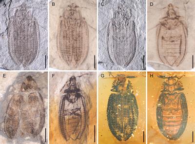Mesozoic Notocupes revealed as the sister group of Cupedidae (Coleoptera: Archostemata)